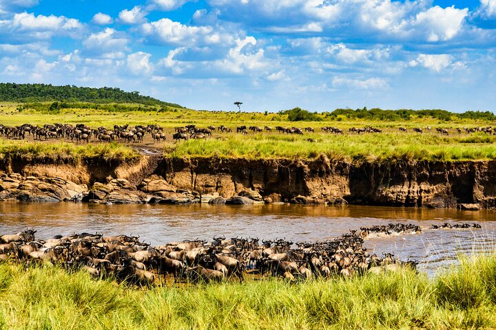 Private game drive safari Tour in Maasai Mara
