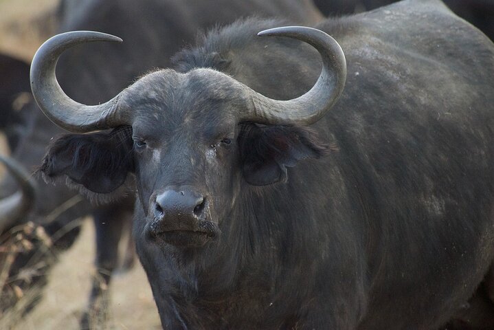 3 days group joining safari to Maasai Mara with a Land Cruiser Jeep