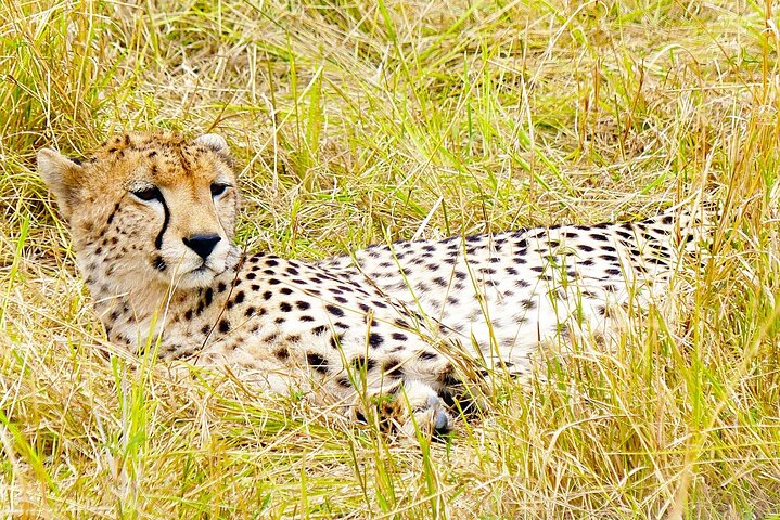 OVERNIGHT SAFARI TO TSAVO EAST NATIONAL PARK FROM MOMBASA orDIANI