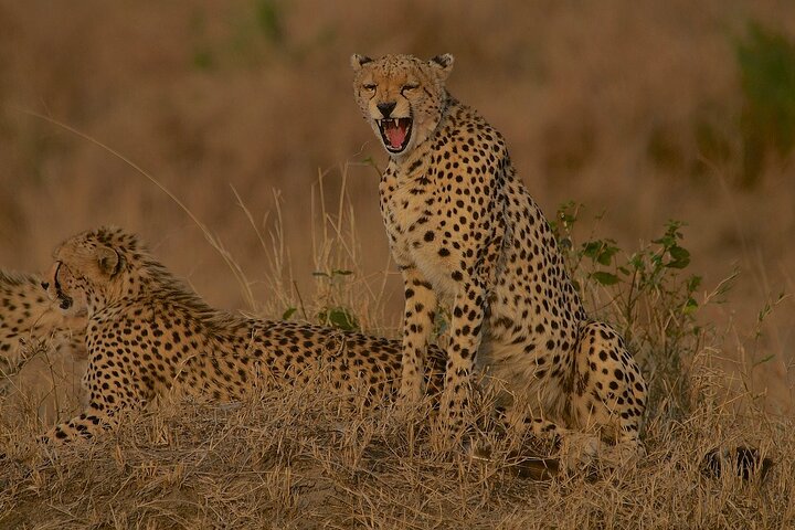 3 days group joining safari to Maasai Mara with a Land Cruiser Jeep