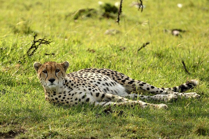 3 days group joining safari to Maasai Mara with a Land Cruiser Jeep