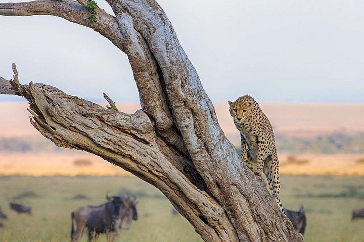 Private Game Drive in Maasai Mara