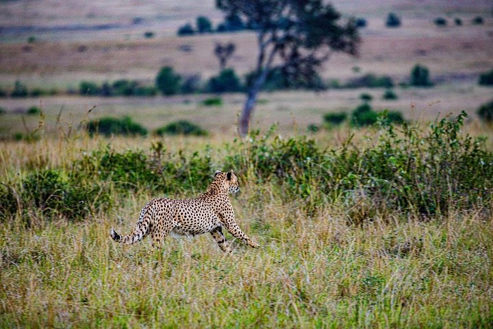 Private Game Drive in Maasai Mara