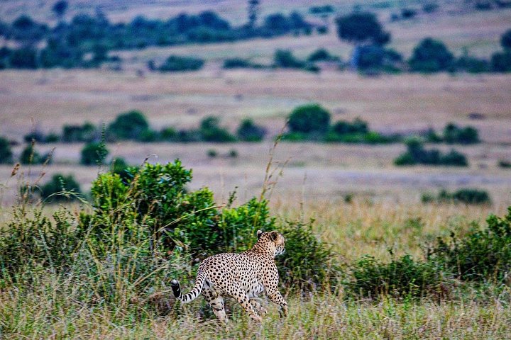 Private Game Drive in Maasai Mara