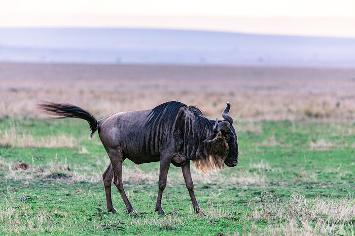 Private game drive safari Tour in Maasai Mara