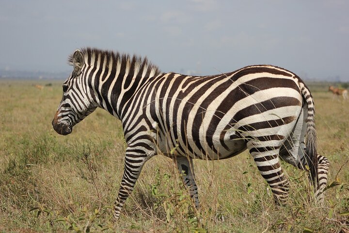 OVERNIGHT SAFARI TO TSAVO EAST NATIONAL PARK FROM MOMBASA orDIANI