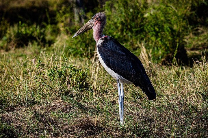 OVERNIGHT SAFARI TO TSAVO EAST NATIONAL PARK FROM MOMBASA orDIANI