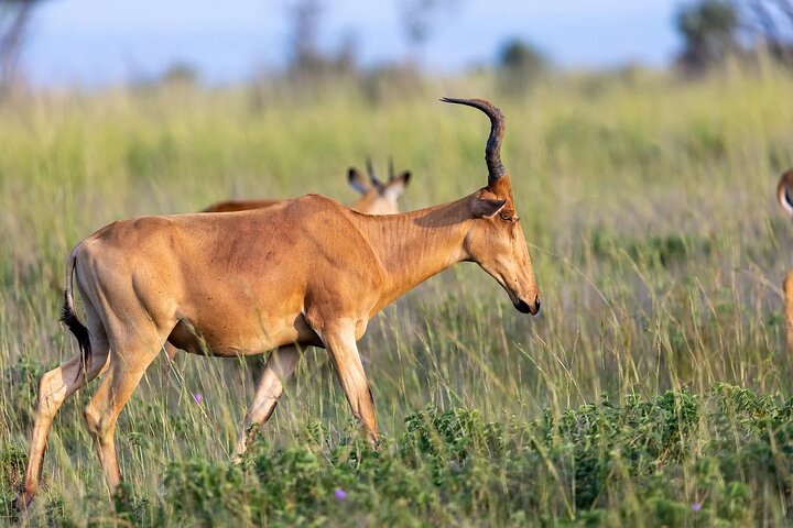 1 Day Group tour to Tsavo East National Park with Buffet Lunch