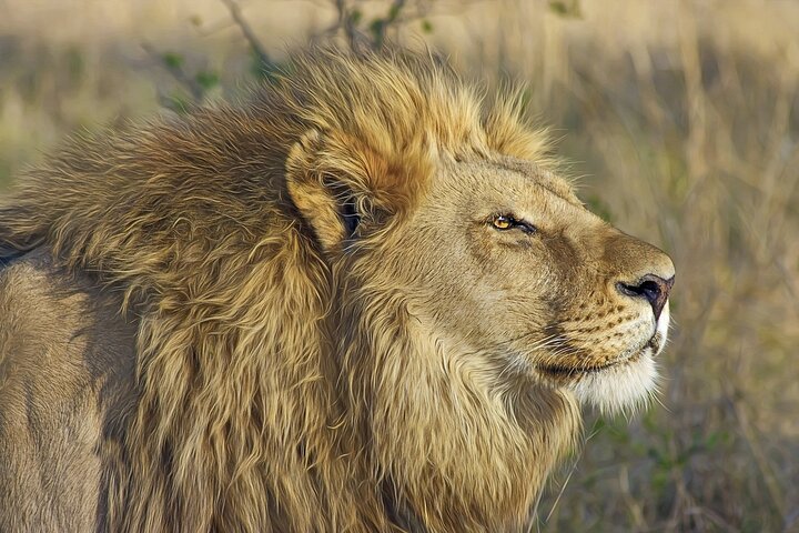 1 Day Group tour to Tsavo East National Park with Buffet Lunch