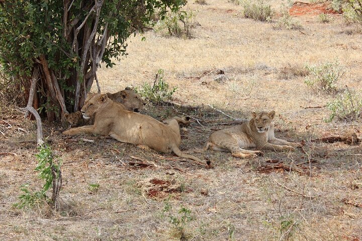 1 Day Group tour to Tsavo East National Park with Buffet Lunch