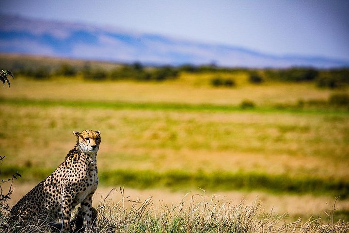Private Game Drive in Maasai Mara