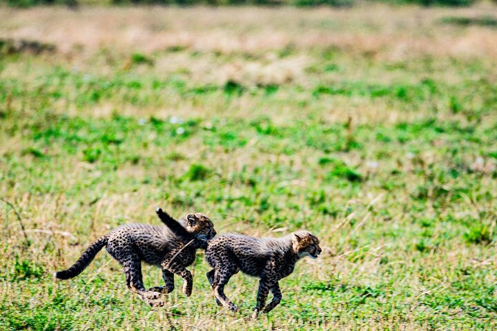 Private Game Drive in Maasai Mara