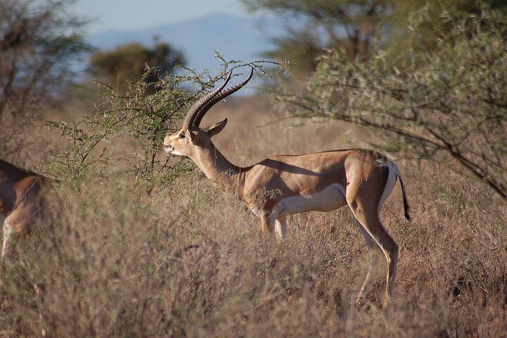 OVERNIGHT SAFARI TO TSAVO EAST NATIONAL PARK FROM MOMBASA orDIANI