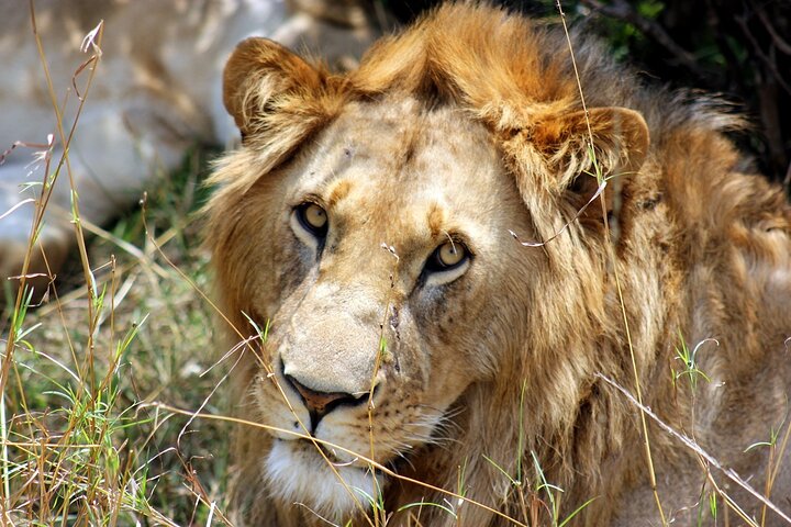 OVERNIGHT SAFARI TO TSAVO EAST NATIONAL PARK FROM MOMBASA orDIANI