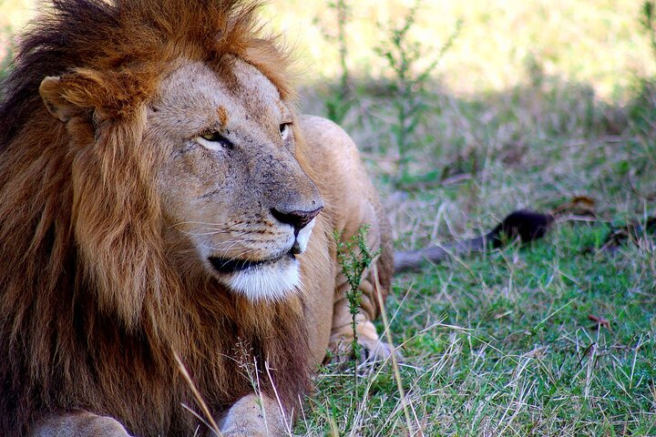 OVERNIGHT SAFARI TO TSAVO EAST NATIONAL PARK FROM MOMBASA orDIANI