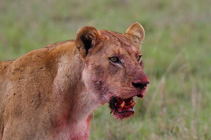 OVERNIGHT SAFARI TO TSAVO EAST NATIONAL PARK FROM MOMBASA orDIANI