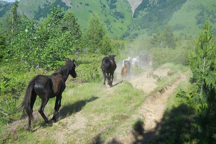 Full Day Jeep Safari Pelister Tour from Ohrid and or Bitola