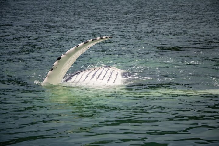 Mendenhall Glacier and Whale Watching Tour