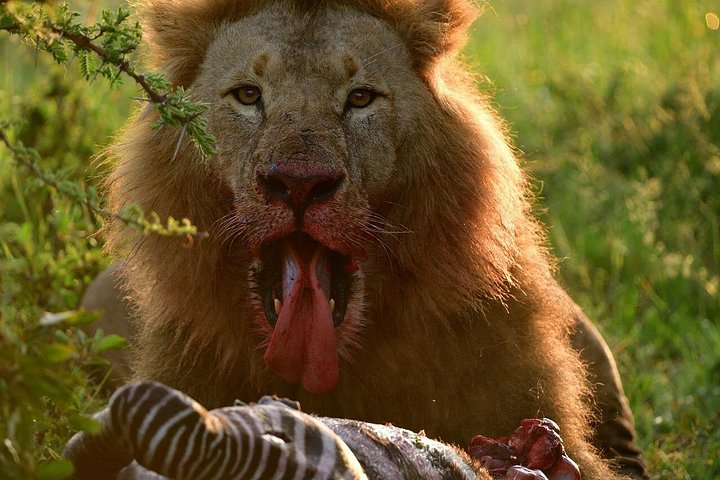 OVERNIGHT SAFARI TO TSAVO EAST NATIONAL PARK FROM MOMBASA orDIANI