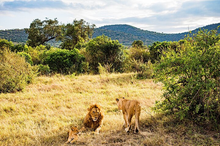 Private game drive safari Tour in Maasai Mara