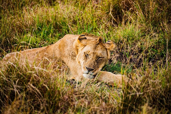 Private game drive safari Tour in Maasai Mara