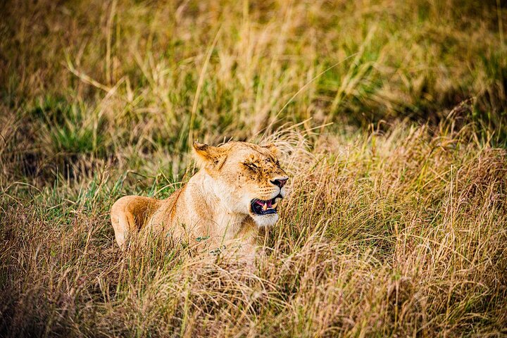 Private game drive safari Tour in Maasai Mara