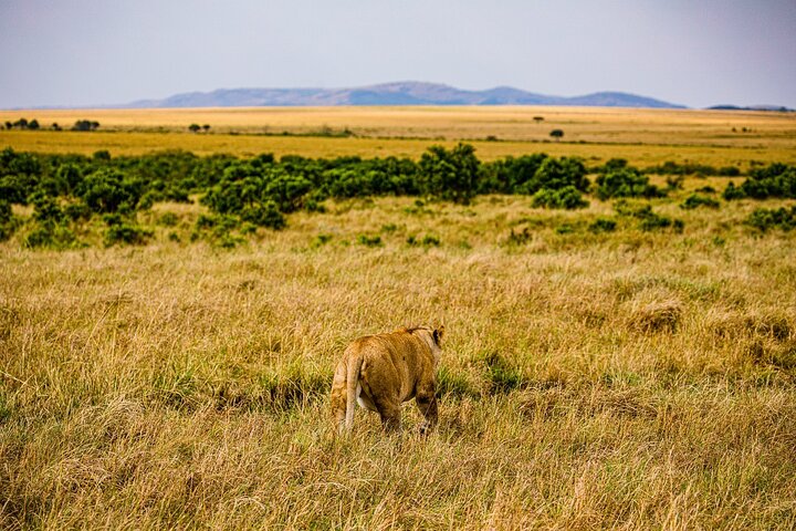 Private game drive safari Tour in Maasai Mara