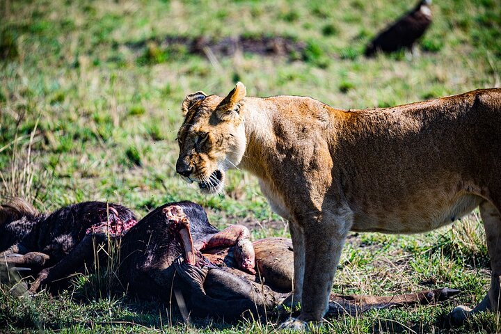 Private game drive safari Tour in Maasai Mara