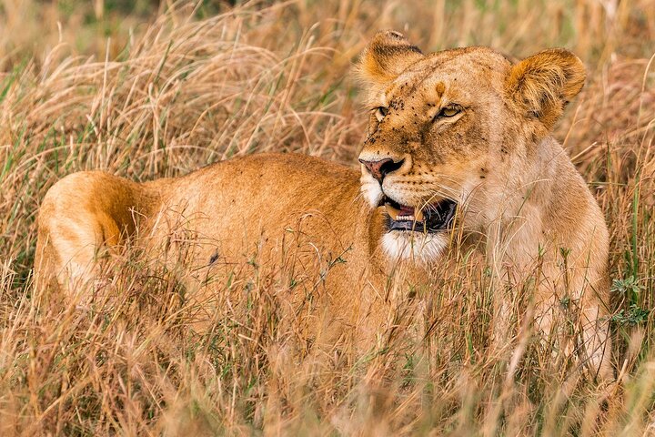 Private game drive safari Tour in Maasai Mara