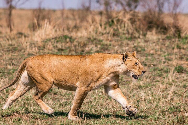 Private game drive safari Tour in Maasai Mara