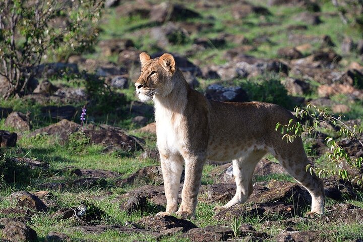 Private game drive safari Tour in Maasai Mara