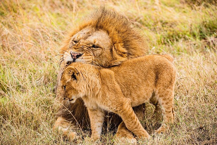 Private game drive safari Tour in Maasai Mara