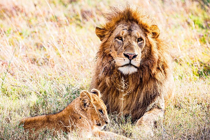 Private game drive safari Tour in Maasai Mara