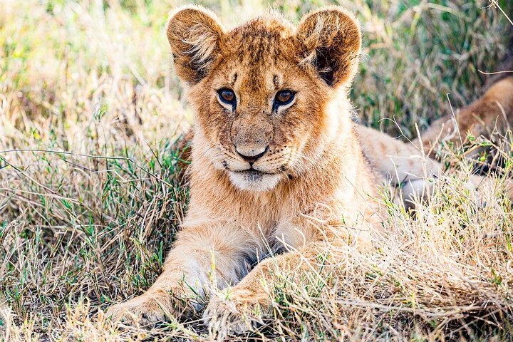 Private game drive safari Tour in Maasai Mara