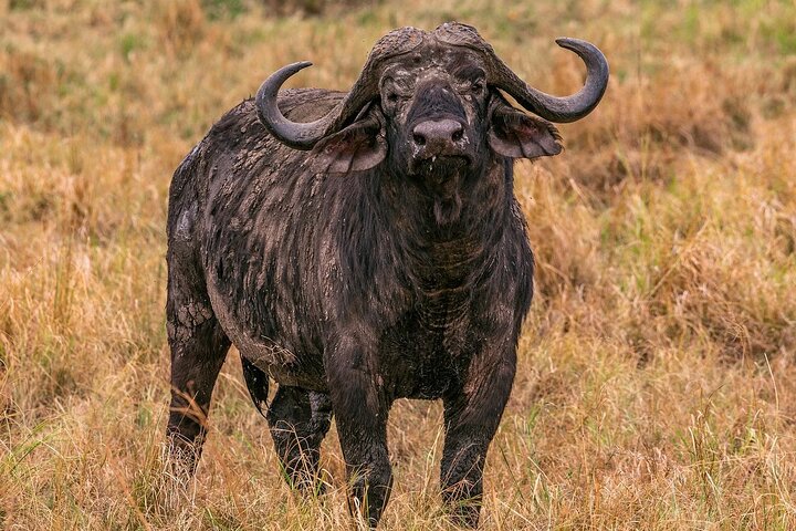 Private game drive safari Tour in Maasai Mara