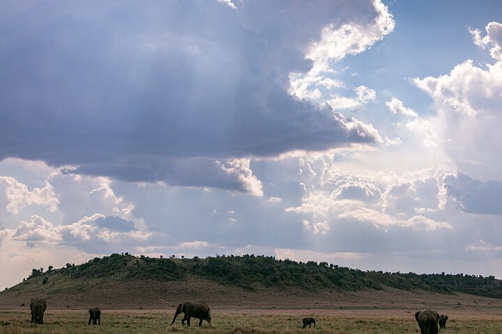 Private game drive safari Tour in Maasai Mara