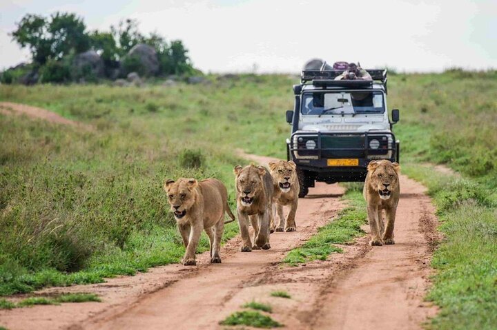 1-Day Shared Safari to Nyerere NP from Zanzibar
