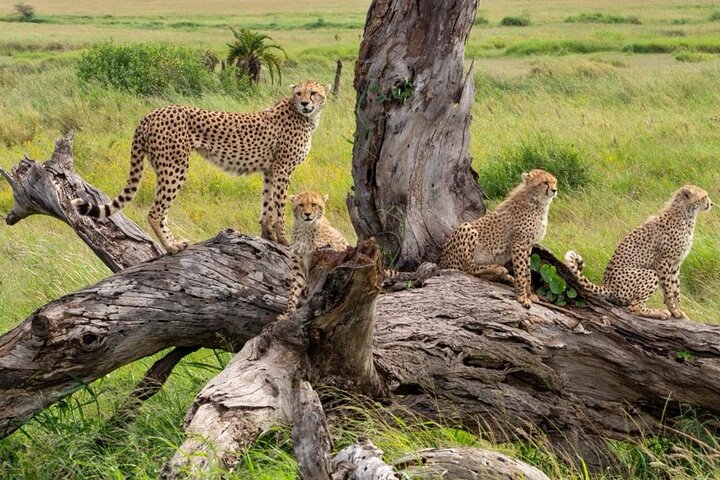 1-Day Shared Safari to Nyerere NP from Zanzibar