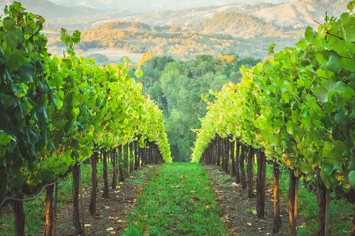 Healdsburg 6 Hour Wine Tour with Luxury SUV - Seats up to 4