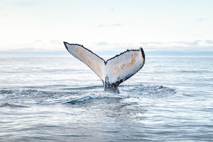 Traditional Oak Ship Whale Watching Tour From Husavik