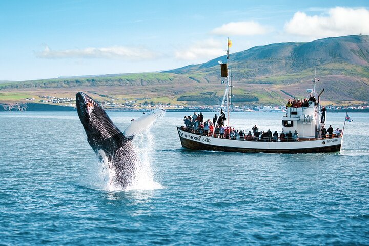 Traditional Oak Ship Whale Watching Tour From Husavik