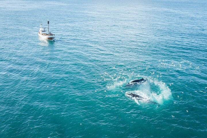 Traditional Oak Ship Whale Watching Tour From Husavik