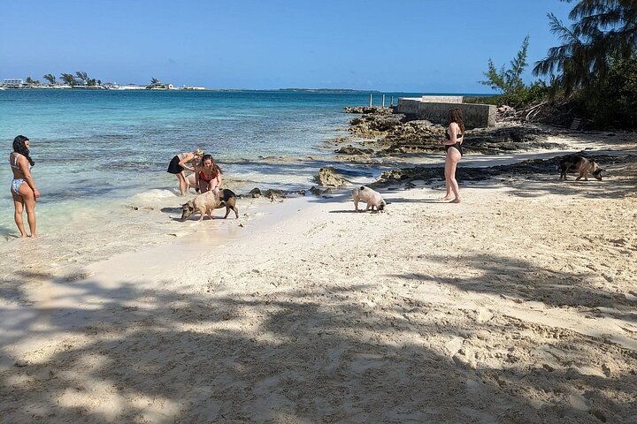 Nassau 3-stops: Snorkeling, Swimming Pigs, Turtles & Lunch