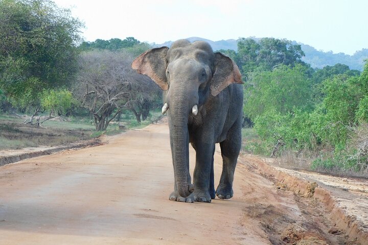 Yala National Park High-Luxury PRIVATE Tours with Entry Tickets
