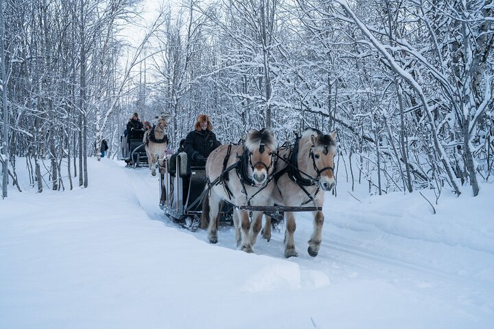 Sleigh Ride w/snacks- Experience Arctic Farm Life