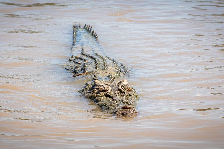 Adelaide River Cruises - Jumping Crocodile Experience
