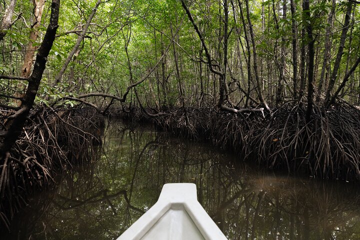 3 Hours Mangrove Boat Tour in Langkawi