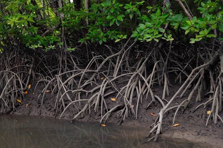 3 Hours Mangrove Boat Tour in Langkawi