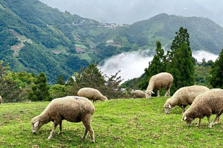 Sun Moon Lake & Qingjing Farm Day Guided Shared Tour | Taichung