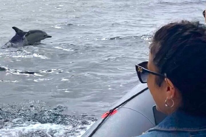 Dolphin watching in Setúbal